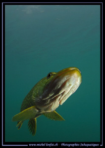Pike Fish... ;O)... by Michel Lonfat 